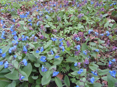 Kiurunkannukset ja imikät sulassa sovussa