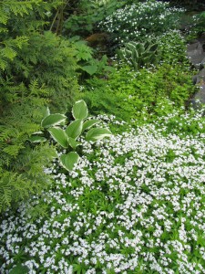 Tuoksumataramatto metsäpuutarhassa