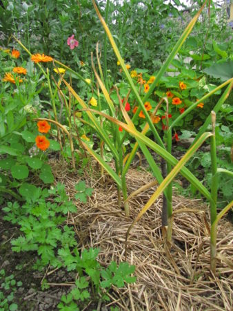 Valkosipuli tuleentuu