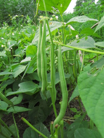 Pensaspapu ’Maxi’