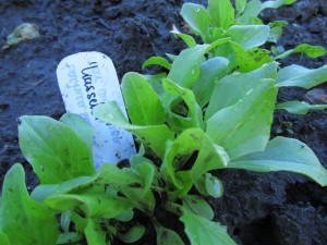 Salaatti ’Kasseler Strünkchen’