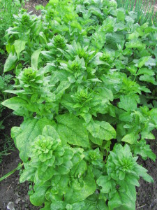 Pinaatti on korjuuvalmis