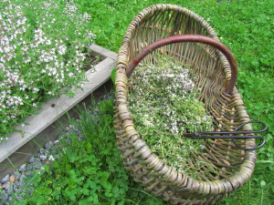 Timjamin sadonkorjuu