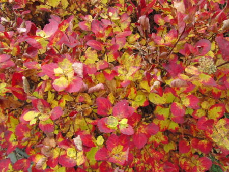 Koivuangervon lokakuun väriloistoa