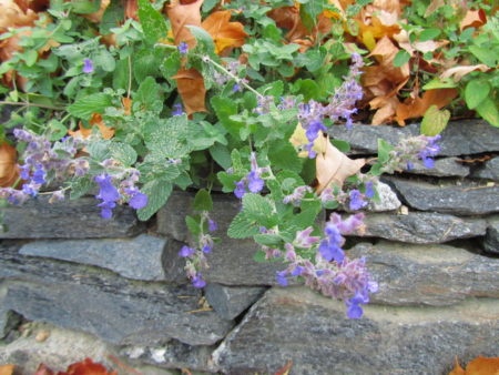 Mirrinmintun syksyistä kukintaa