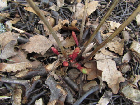 Kultatyräkin versot huhtikuussa