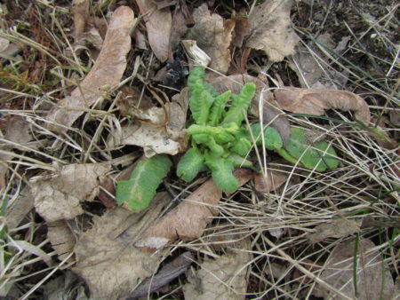 Esikko kurkistaa karikkeen alta