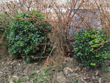 Puksipuut talvisuojauksen alla