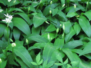 Karhunlaukka nupulla