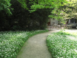 Karhunlaukkapolku Ljubljanan kasvitieteellisessä puutarhassa