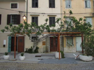 Viikuna viihtyy Piranissa