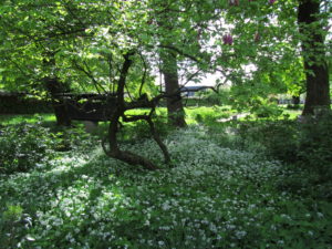 Karhunlaukka kasvaa Plečnikin talon puutarhassa