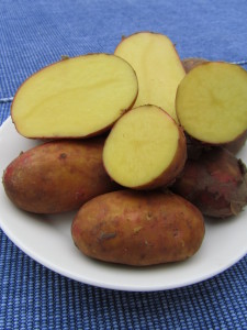 Perunalajike ’Laura’