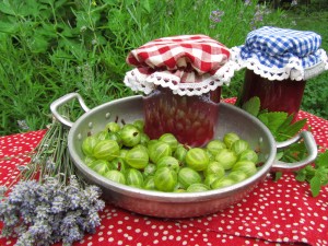 Laventeli-karviaismarjahillo