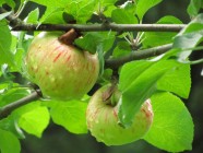 ’Pirja’ kesäomena