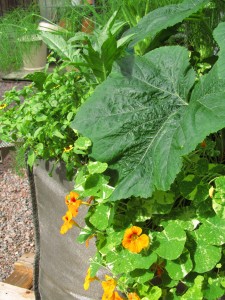 Kesäkurpitsaa, latva-artisokkaa ja fenkolia istutussäkissä