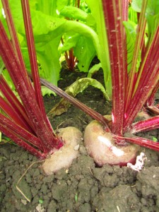 Maasta nousee punajuuri Maasta nousee punajuuri