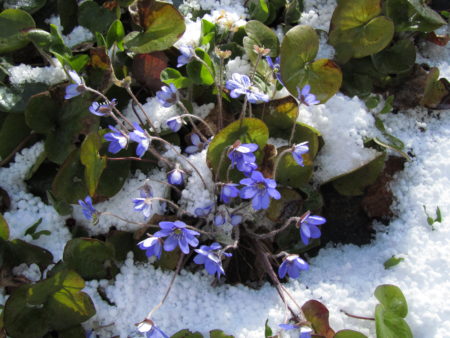 Sinivuokkoja 10.5.2017