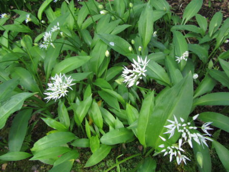 Karhunlaukka viihtyy metsäpuutarhassamme