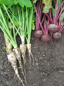 Palsternakkaa ’White Gem’ sekä punajuuria ’Ägyptische plattrunde’