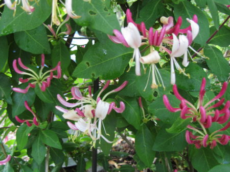 Köynnöskuusama kukkii