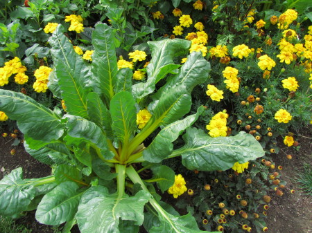 Mangoldi koristekasvina