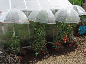 Innovatiivinen suoja tomaateille Innovatiivinen suoja tomaateille