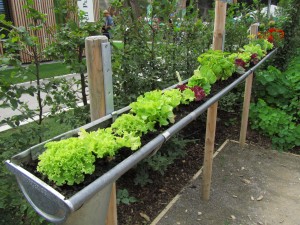 Salaatti kasvaa vesikourussa Salaatti kasvaa vesikourussa