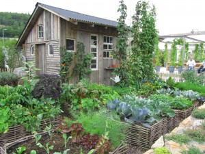 Kohopenkit kasvimaalla Kohopenkit kasvimaalla