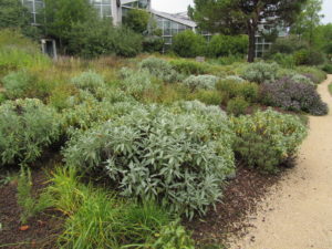 Vapaamuotoinen yrttipenkki Frankfurtin Palmenhausin puutarhassa