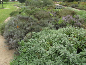 Laventelia ja salviaa yrttipenkissä