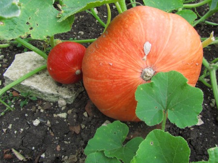 Anopin talvikurpitsat