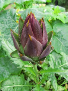 Latva-artisokan nuppu kasvusäkissä