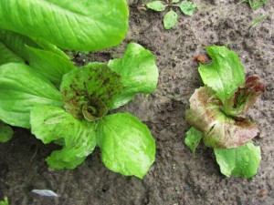 Sikurisalaatin taimia (Cichorium intybus) ’Variegato di Chioggia’