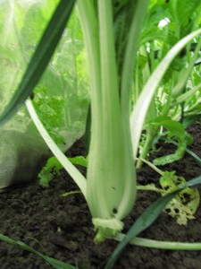 Paksoi kasvaa kaaliverkon alla