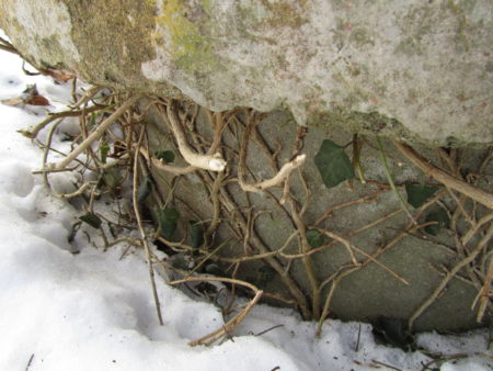 Rusakkovahinkoja puutarhassa