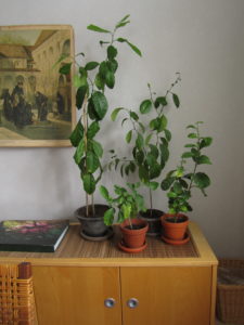 Sitruuna huonekasvina