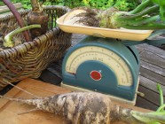 Palsternakkaa ja mukulaselleriä