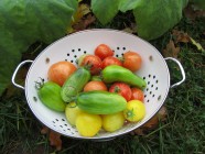 Syksyistä tomaattisatoa