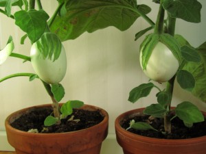 Munakoiso 'Applegreen'