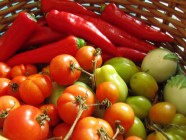 Syksyn satoa: tomaatteja, suippopaprikaa, munakoisoa
