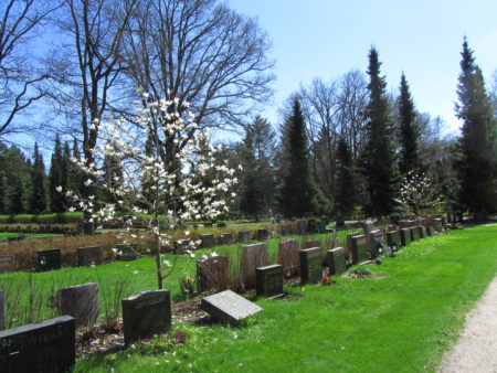 Magnolia kukkii hautausmaalla