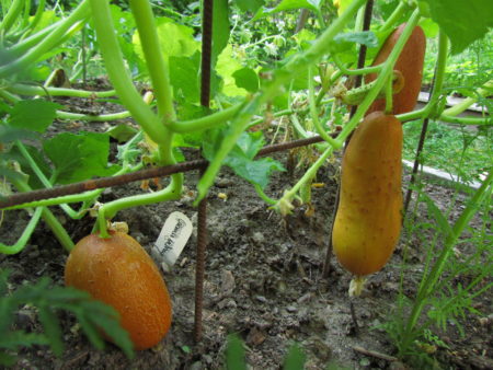Kurkku ’Brown Russian’