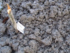 Kirvelin ’Brüsseler Winter’ kylvö marraskuun lopussa