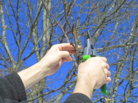 Omenapuuta leikataan