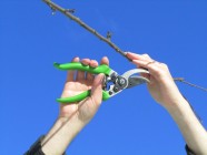 Omenapuun leikkaaminen