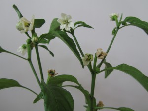 Chilipaprika kukkii taas kevättalvella