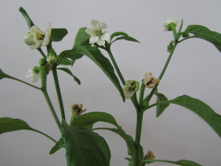 Chilipaprika kukkii kevättalvella