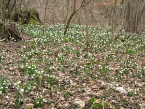 Suvikellot pyökkimetsässä