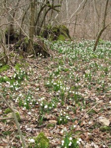 Keväistä metsää Tonava-joen laaksossa